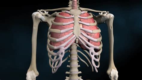 Anatomy Ribs And Organs