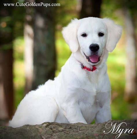 Golden retrievers are very sweet, patient, gentle, and excellent with children. White Golden Retriever puppies|English Cream,NJ,MA,PA,FL ...