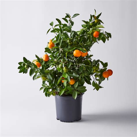 Via Citrus Calamondin Orange Tree In 2021 Orange Tree Organic