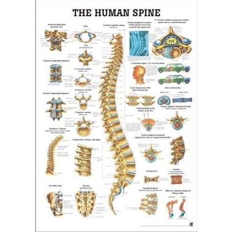 The Human Spine Poster Health And Care