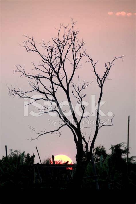 Leafless Trees On Sunset Stock Photo Royalty Free Freeimages
