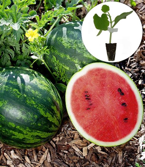 Angebote & prospekte von baldur garten. Mini-Wassermelone Mini Love F1: Jungpflanzen | BALDUR-Garten