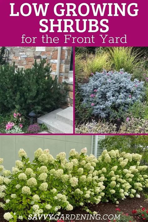 Different Types Of Shrubs With Text Overlay That Says Low Growing