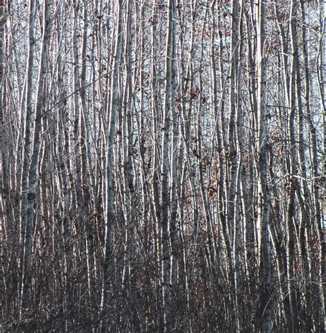 November Birch Trees By Emilymh2018 On Deviantart