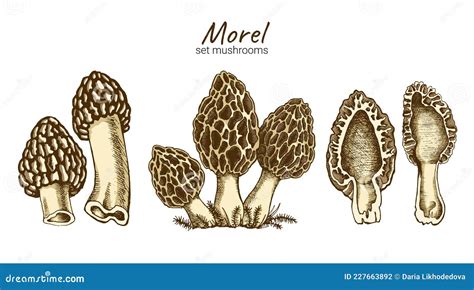 Morel Mushrooms Illustration Stock Photo Image Of Autumn Medical
