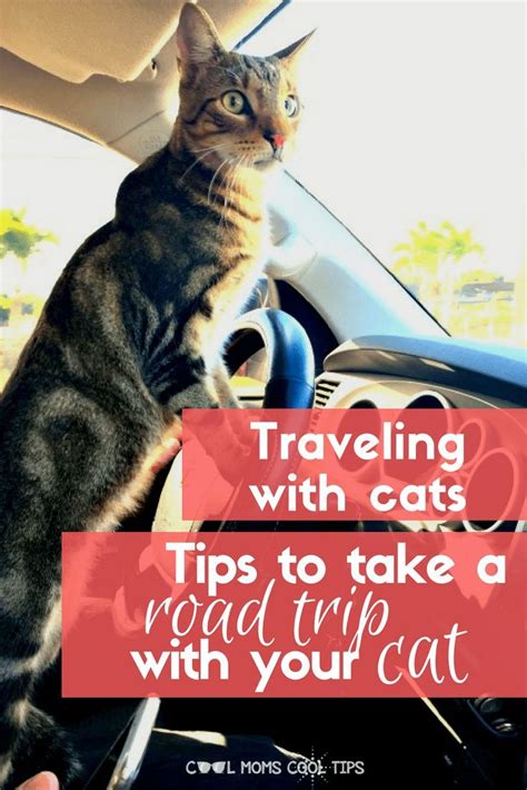 Tips To Take A Road Trip With Cats Cats Road Trip Camping With Cats
