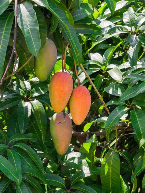 Premium Photo Fresh Ripe Rainbow Mangos Or Mahachanok Mango On Tree