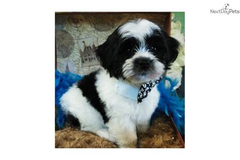 .hospital in jacksonville, jacksonville beach, st augustine, st johns, nocatee fl or orlando. Teddy Bear Puppies Jacksonville Fl