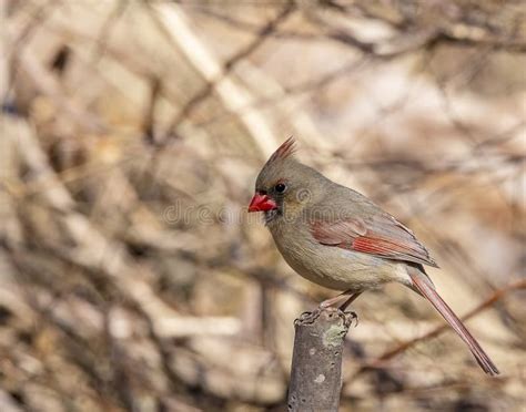 A Female Northern Cardinal Perched On A Tree Limb Stock Image Image