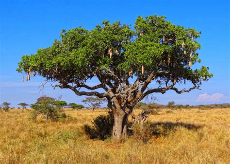 Check Out How Trees Make Serengeti More Attractive Than