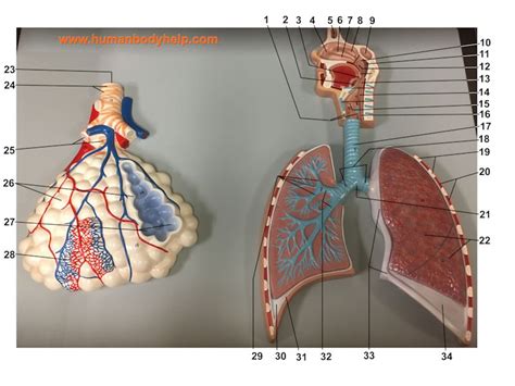 Respiratory Plaque 2 Human Body Help