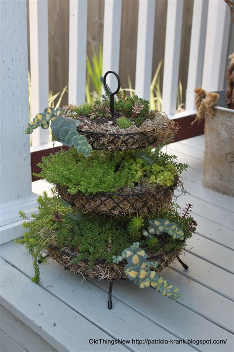 Look at detail photo gallery that we shown below. Three Tiered Succulants - Old Things New