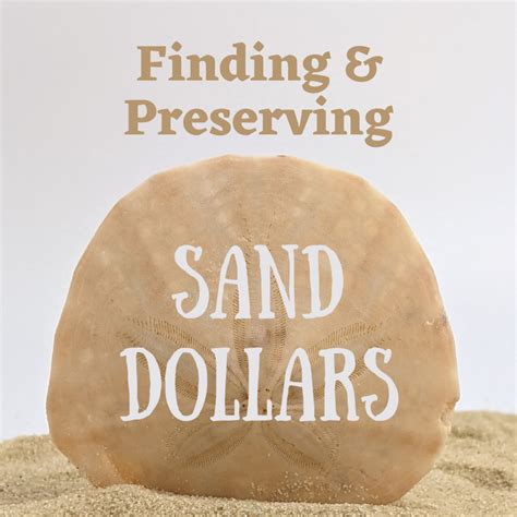 How To Find And Preserve Sand Dollars For Crafting Feltmagnet