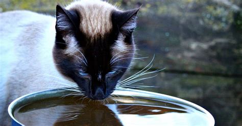 Some owners may wonder how they can help their cat manage the disease. How To Tell If Your Cat Is Dehydrated | The Animal Rescue ...