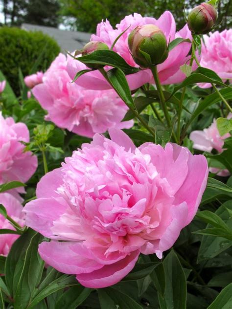 Here's a list of 20 permanent flowering plants that will stay green throughout the year, segmented into annual flowers best grown in the summer and in the winter. 'Sarah Bernhardt' Peony | HGTV