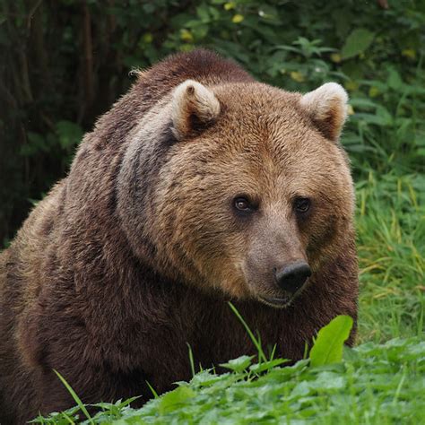 Eurasian Brown Bear Animal Database Fandom