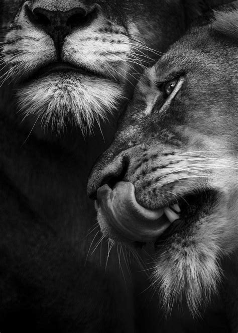 Lion Couple Wallpapers Top Free Lion Couple Backgrounds Wallpaperaccess