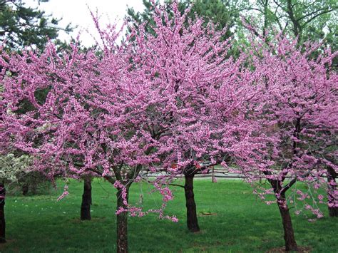 Eastern Redbud Cercis Canadensis A016509d Spring Flowering Trees