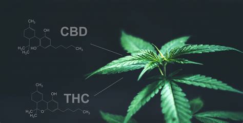 New Poll Reveals Patient Knowledge Of Cbd Facts Thc