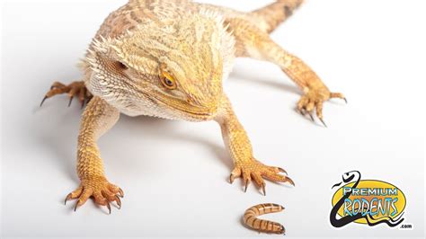 Since 1926, our pet store has helped people throughout the area find a new family pet to bring home and love. Exotic Pets Store Florida