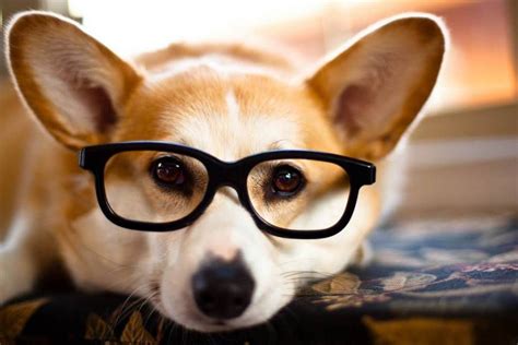 28 Photos Of Dogs Wearing Glasses
