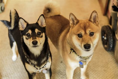 The cavalier king charles spaniel is known for being sociable, affectionate, and fearless. Shiba Inu Husky Mix | Shop for your Cause