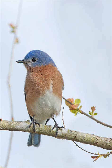 Eastern Bluebird In Early Spring Photograph By Bonnie Barry Fine Art