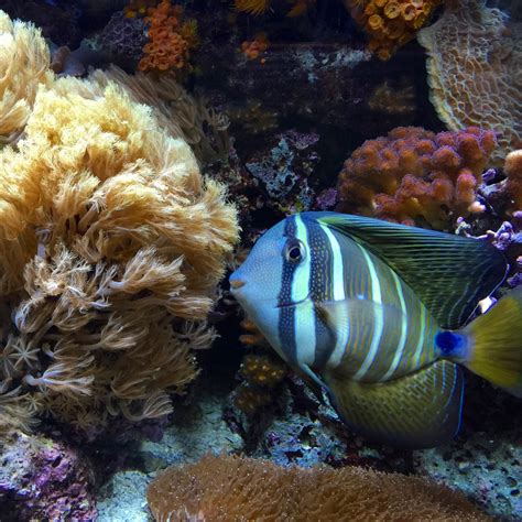 무료 이미지 수중 동물 상 무척추 동물 암초 수족관 말미잘 해양 생물학 산호초 물고기 포맥 심장과