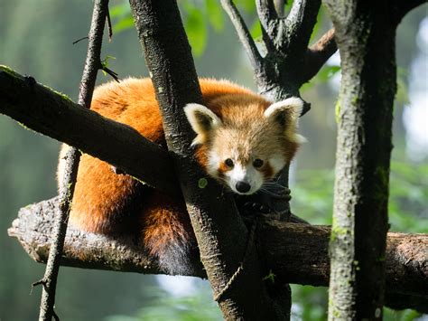 Roter Panda Foto And Bild Asia Tiere Zoo Wildpark And Falknerei Bilder