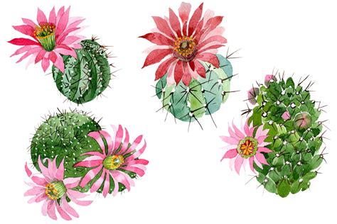 Cactus Green Spiny Ordinary Flower Watercolor Png By Mystocks