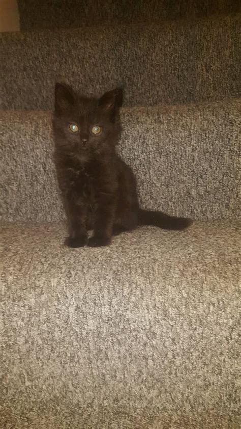 1 Blackbrown Fluffy Kitten Left In London Gumtree