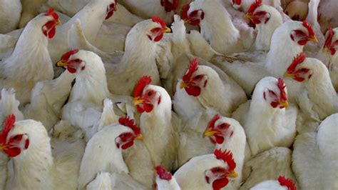 Negara atau wilayah yang memasok paling banyak adalah united kingdom, ukraine, dan perancis, yang. Ini Dia Modal dan Keuntungan dari Beternak Ayam Broiler