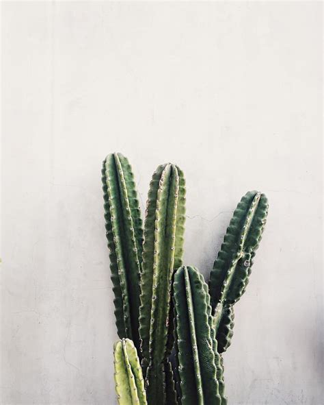 How do you pronounce this word? collagevintage: #lovecactus #collageontheroad (en Melrose ...
