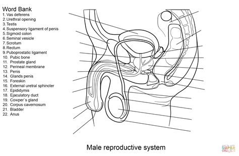 It includes a pair of testes along with accessory ducts, glands and the external genitalia. Male Reproductive System Worksheet coloring page | Free ...
