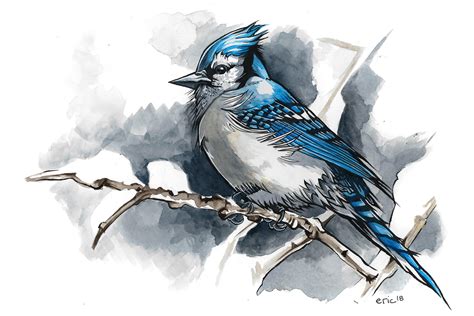 Winter Blue Jay Ink And Watercolour 10x14 Rart