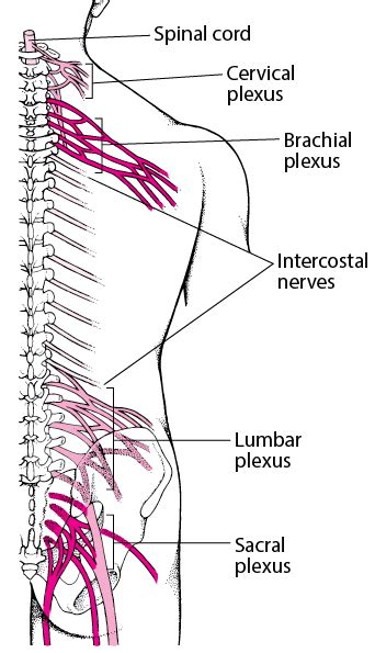 Plexus Disorders Brain Spinal Cord And Nerve Disorders Merck