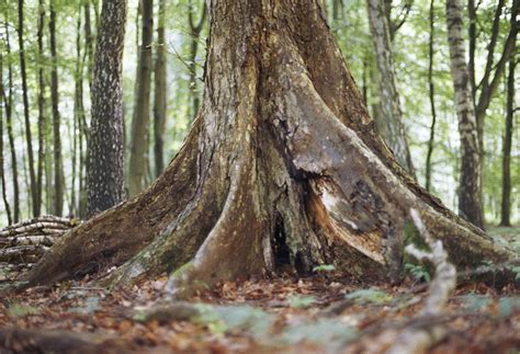 The genus first appeared in the miocene geological period about 20 million years ago, originating in what is now central asia. Baum des Jahres 2019 - Die Flatter-Ulme - Gutachterbüro ...