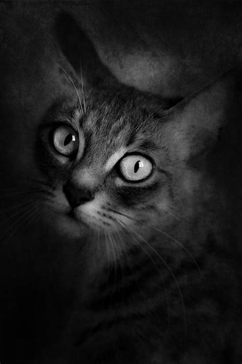 Cats Eyes 06 Photograph By Loriental Photography Fine Art America