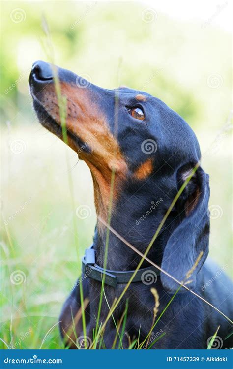 Portrait Of Black And Red Smooth Haired Dachshund Closeup Stock Image