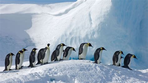 Emperor Penguins On Snow Hill Island Antarctica © David Tipling Photo