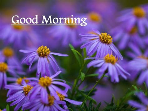 Good Morning Little Purple Flowers Good Morning Wishes And Images
