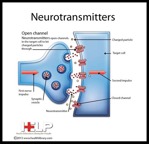 Neurotransmitters Medical Anatomy Physiology Medical Science