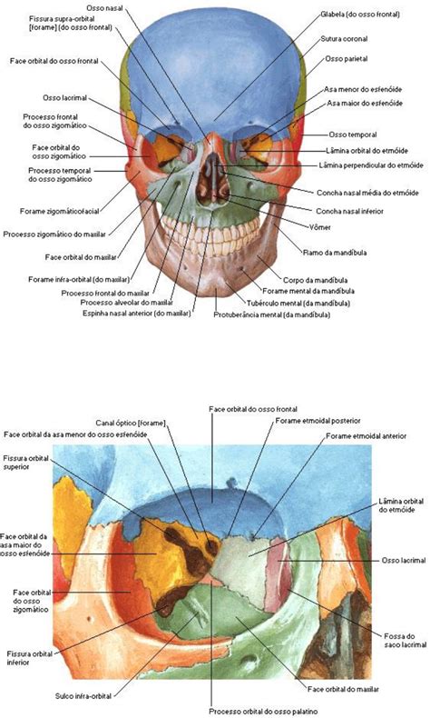 OSSOS DO CRANIO E FACE ANATOMIA Anatomia I