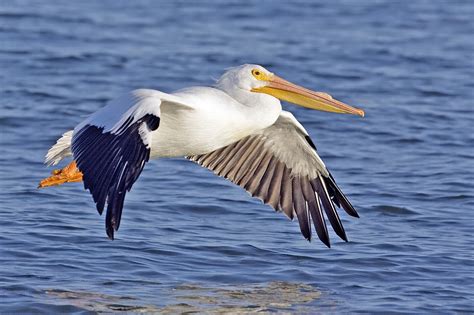 They may form a line or a u shape and when fish congregate in the shallows, the pelicans simply scoop them up. Pelicans Informations Pictures