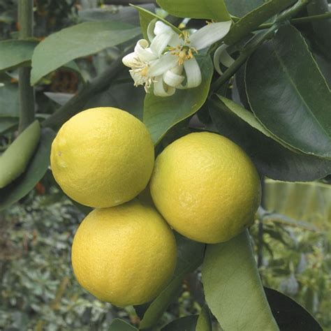 Detailed nutrition comparison for lime vs orange. Palestine Sweet Lime (Citrus aurantifolia hybrid)
