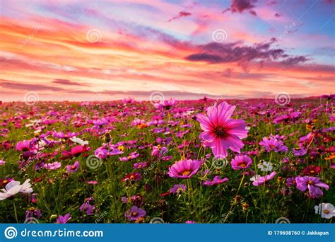 Beautiful And Amazing Of Cosmos Flower Field Landscape In Sunset Stock
