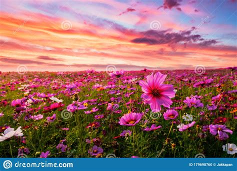 Sing a song of flower song lyrics for kids: Beautiful And Amazing Of Cosmos Flower Field Landscape In ...