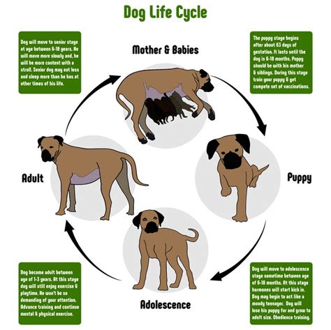 Dog Cycle Life Dog Life Life Cycles Dog Ages