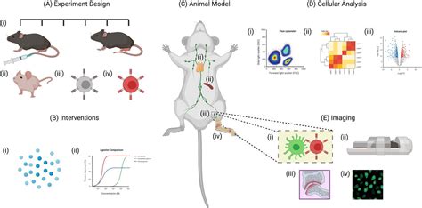Preclinical Models Of Arthritis For Studying Immunotherapy And Immune