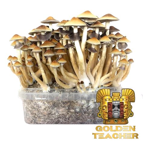 Psilocybe Cubensis Golden Teacher Magic Mushrooms Dutch Grow Kits